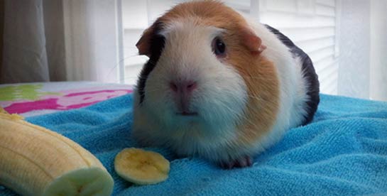 A guinea pig with a banana