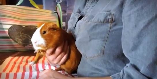 Video of a guinea pig rescue adventure