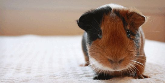 Guinea pig frowning