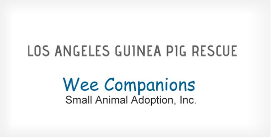 Los Angeles & San Diego Guinea Pig Rescues