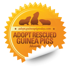 National Adopt a Rescued Guinea Pig Month