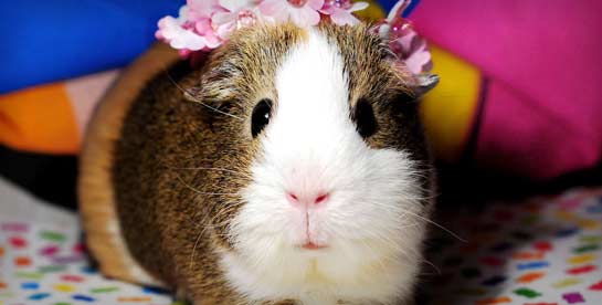 Guinea Pig with Flower Crown