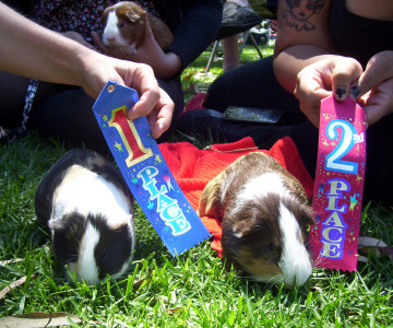 Guinea Pig Veggie Eating Contest Winners at SoCal Pignic 2012