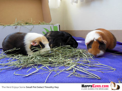 Guinea pigs eating timothy hay