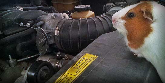 Guinea pig auto mechanic in garage