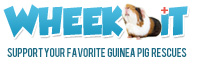 Donate Money to Guinea Pig Rescues