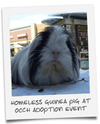 Homeless guinea pig at adoption event