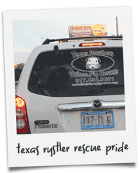 car advertisement for texas rustlers guinea pig rescue