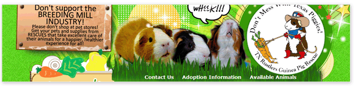 featured guinea pig rescue