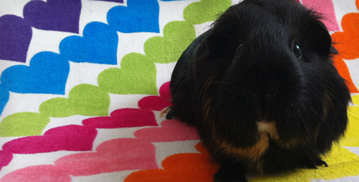 Guinea Pig On a Heart Blanket