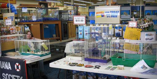 Guinea Pig Adoption Event