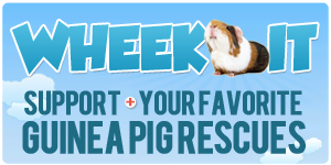 Donate Money to Guinea Pig Rescues