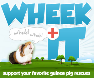 Donate Money to Guinea Pig Rescues