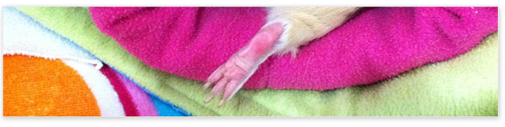 guinea pig paw