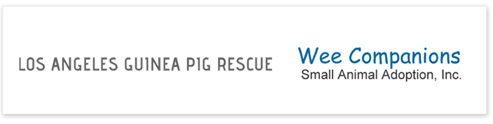 featured guinea pig rescue